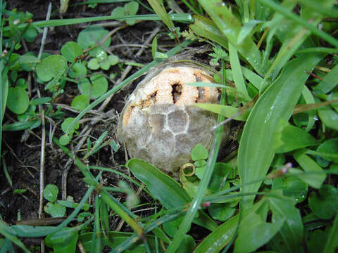 Image of Clathrus