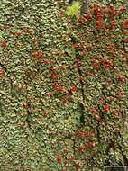 Image of cup lichen