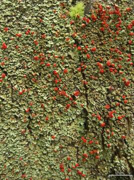 Image of cup lichen