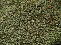 Image of cup lichen