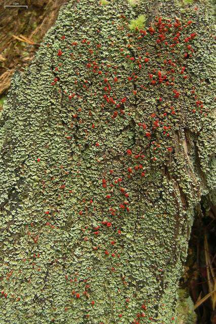 Image of cup lichen