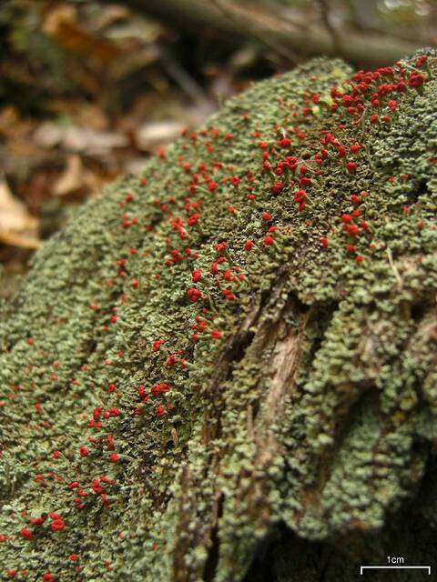 Image of cup lichen