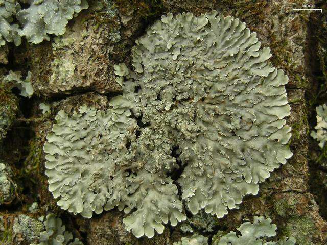 Image of pyxine lichen