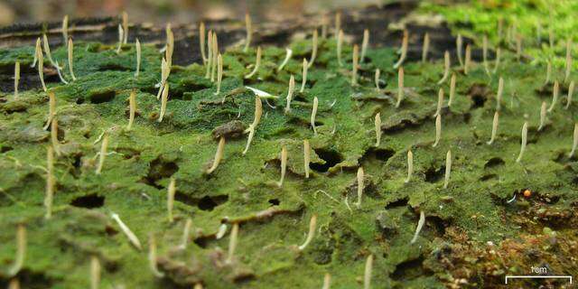 Image of Clavulinaceae