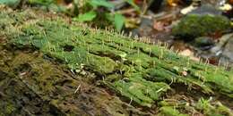 Image of Clavulinaceae