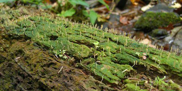 Imagem de Clavulinaceae