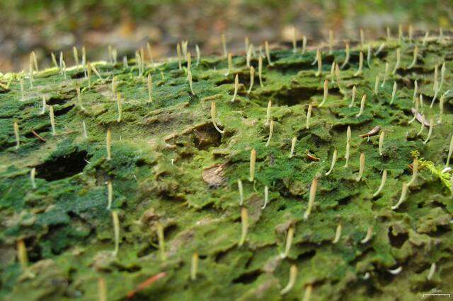 Image de Clavulinaceae