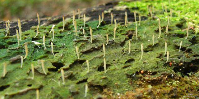 Image of Clavulinaceae