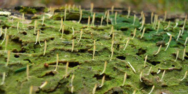 Image de Clavulinaceae