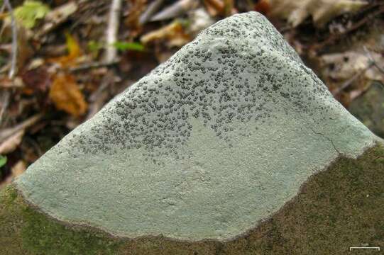 Image of porpidia lichen