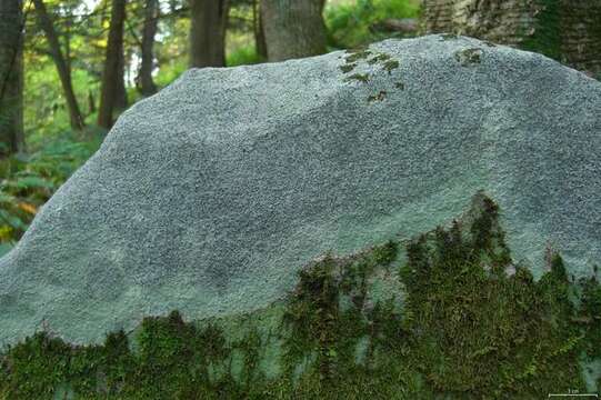 Image of porpidia lichen