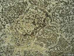 Image of porpidia lichen