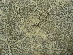 Image of porpidia lichen