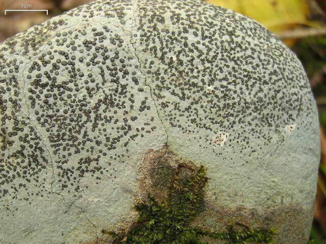 Image of porpidia lichen