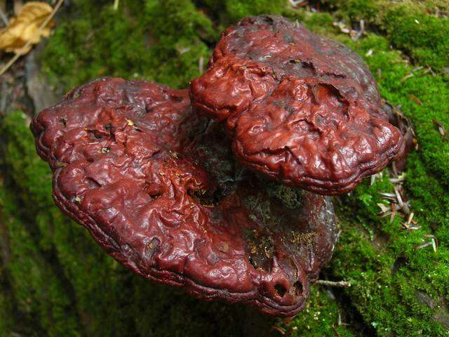 Слика од Ganoderma tsugae Murrill 1902