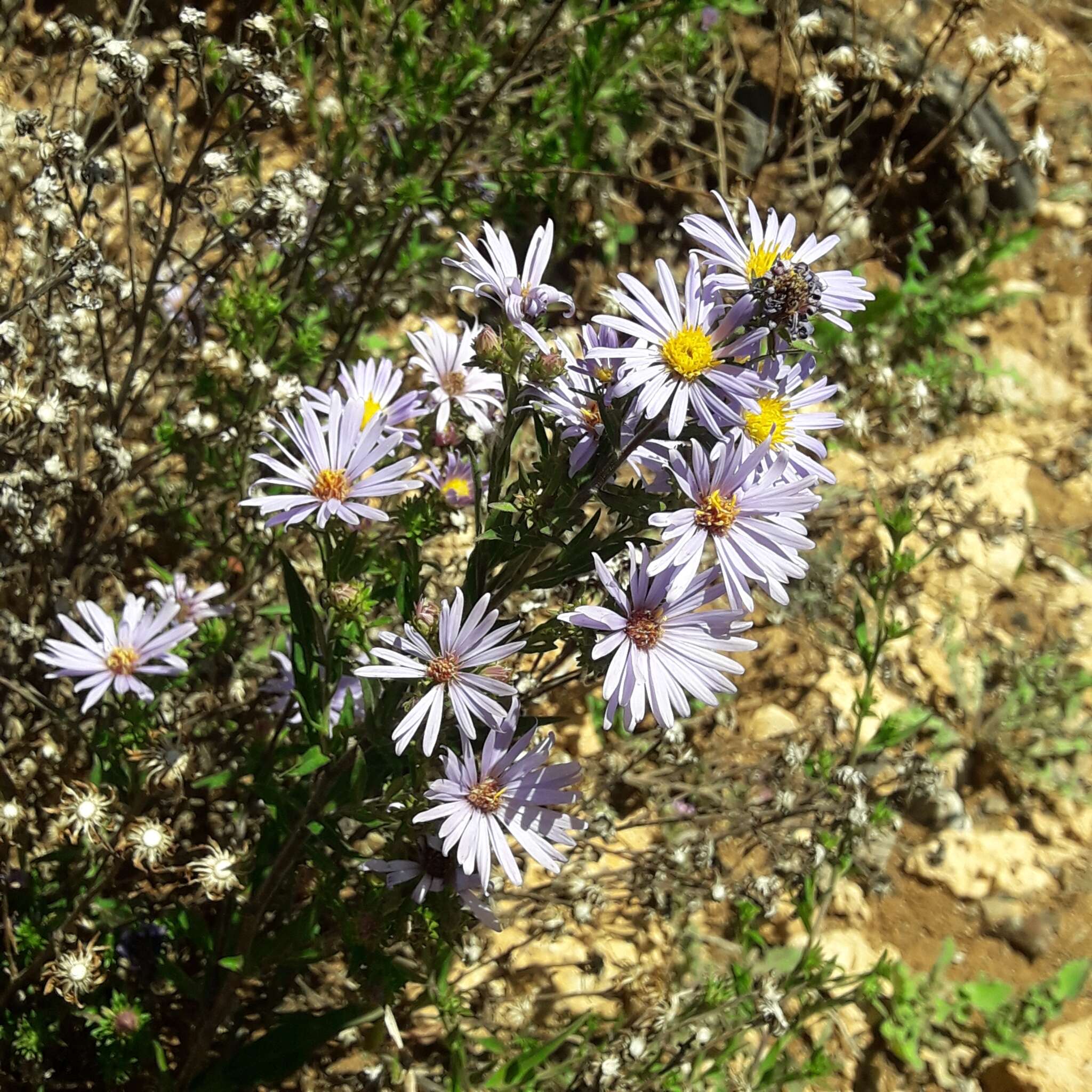 Image de Symphyotrichum carnerosanum (S. Wats.) G. L. Nesom