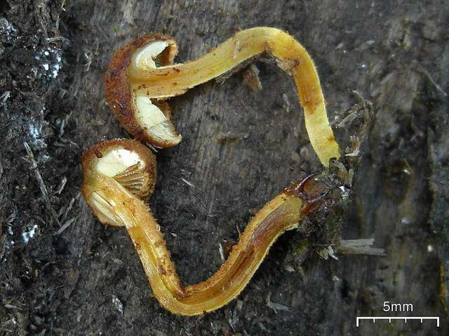 Inocybaceae resmi