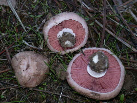 Image of Agaricus cupreobrunneus (Jul. Schäff. & Steer) Pilát 1951