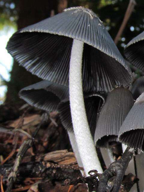 Image de Psathyrellaceae