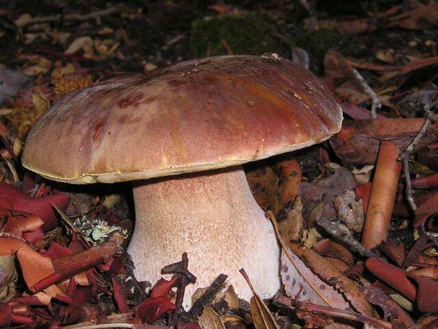 Image of Boletus regineus D. Arora & Simonini 2008