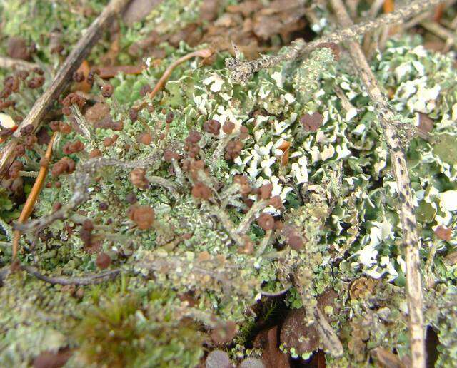 Image of cup lichen