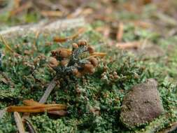 Image of cup lichen