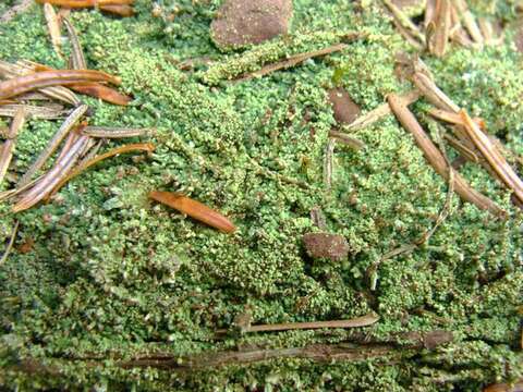 Image of cup lichen