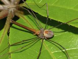 Image of Pantopsalis coronata