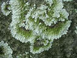 Image of flavoparmelia lichen