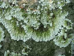 Image of flavoparmelia lichen