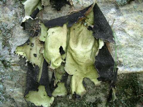 Image of navel lichen