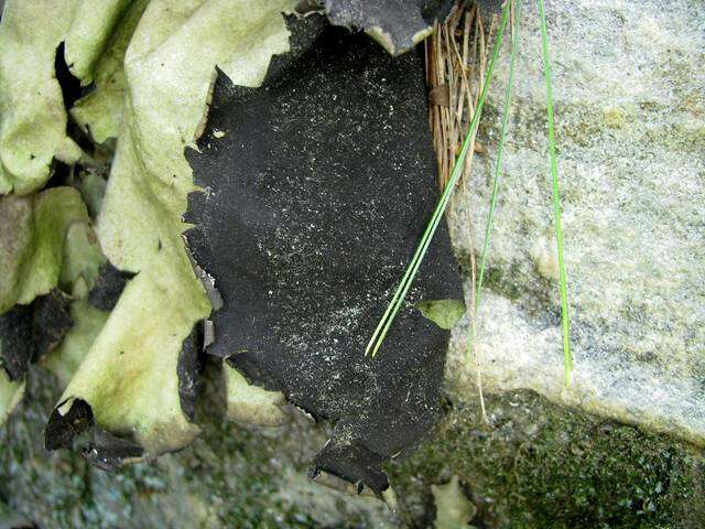 Umbilicaria mammulata (Ach.) Tuck.的圖片