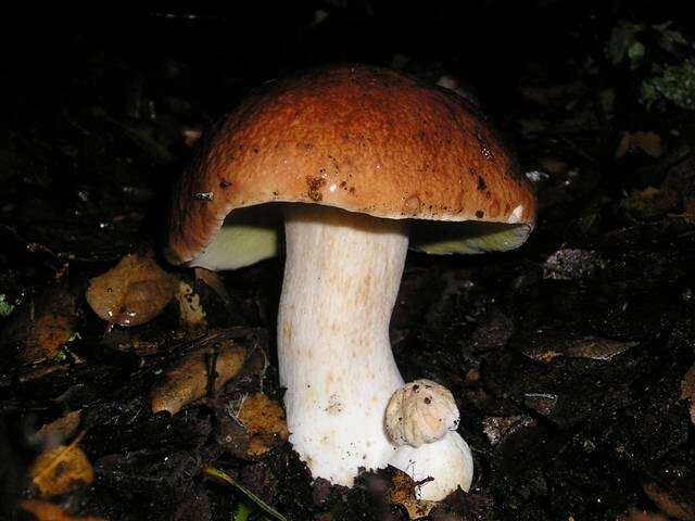 Image of Boletus regineus D. Arora & Simonini 2008