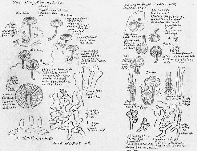 Image of Omphalotaceae