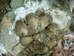 Image of Muehlenberg's navel lichen