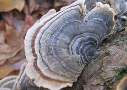 Image of Trametes