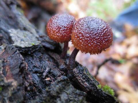 Image of Phaeomarasmius