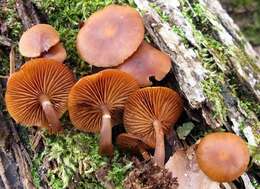 Image of Galerina