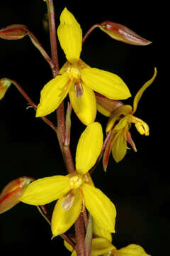 Image of Cyanella lutea L. fil.