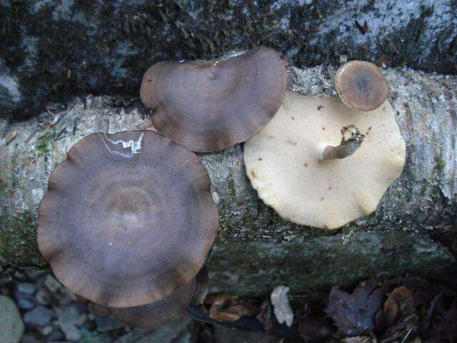 Image of Lentinus