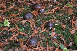 Image of Boletus fibrillosus Thiers 1975