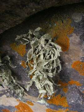 Image of Ramalina Ach.