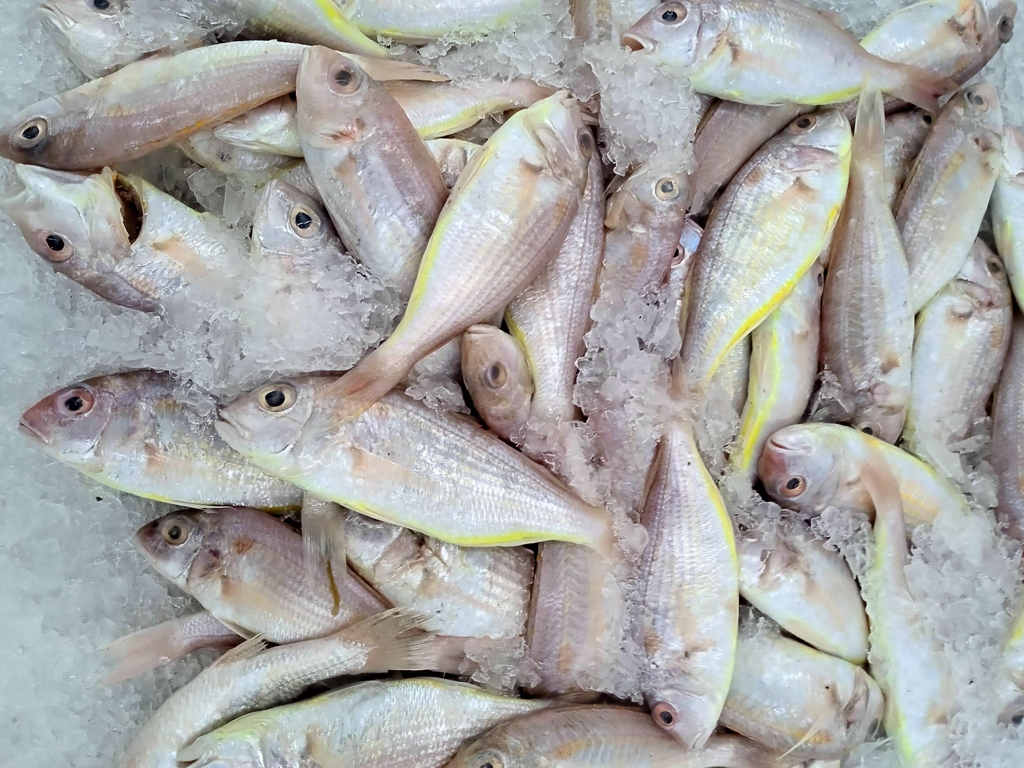 Image of Japanese threadfin-bream