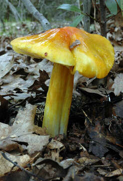 Image of Hygrocybe acutoconica (Clem.) Singer 1951