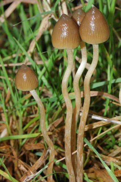 Plancia ëd Psilocybe semilanceata (Fr.) P. Kumm. 1871