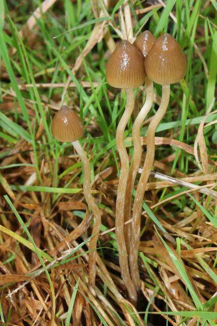 Plancia ëd Psilocybe semilanceata (Fr.) P. Kumm. 1871