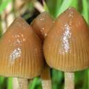 Psilocybe semilanceata (Fr.) P. Kumm. 1871 resmi