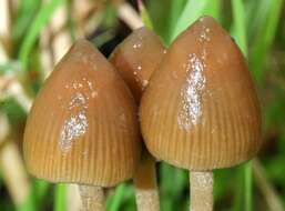 Plancia ëd Psilocybe semilanceata (Fr.) P. Kumm. 1871