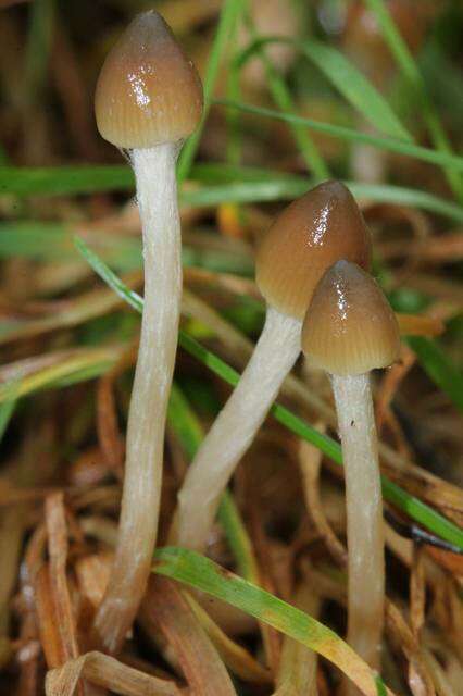 Plancia ëd Psilocybe semilanceata (Fr.) P. Kumm. 1871