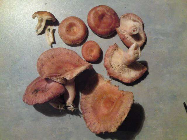 Image of Milk Cap Mushrooms